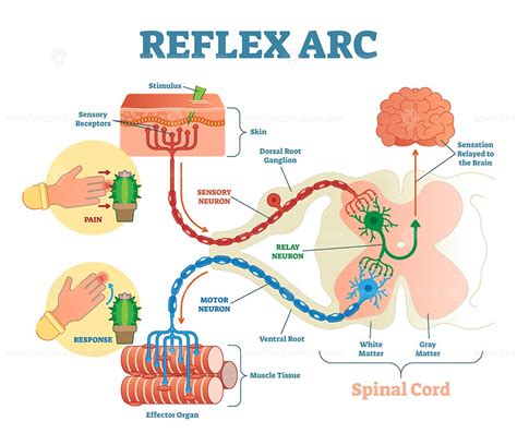 reflex arc picture simple.